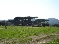 Baratti, Piombino (LI) - La pineta del golfo di Baratti vista dal prato