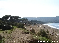 Baratti, Piombino (LI) - La pineta secolare lambisce la spiaggia di sabbia