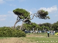 Baratti, Piombino (LI) - Vecchi pini marittimi piegati dal tempo e dal vento di mare