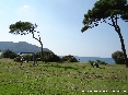 Baratti, Piombino (LI) - Un pino si staglia sullo sfondo del paese di Populonia