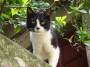 Gatti toscani - Gatto bianco e nero marcianese - Fotografia Isola d