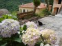 Gatti toscani - Gatto nero di Marciana in un giardino accanto ad una panchina fra piante fiorite di ortensia - Fotografia Isola d