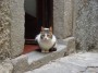 Gatti toscani - Un micio sulla porta di una casa nel paese di Marciana Isola d