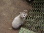 Gatti toscani - La gattina Camilla esplora la sua zona - Fotografia gatto micio Toscana