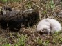 Gatti toscani - Mamma gatta dorme accovacciata accanto alla sua micetta - Fotografia gatto micio Toscana