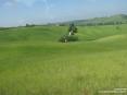 Monterchi (AR) - Alcuni casolari e fattorie spuntano fra i verdi prati solcati da strade bianche.