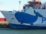Navi e traghetti in Toscana - La prua del traghetto M/N Moby Giraglia con la caratteristica balena blu sulla fiancata a Piombino - Fotografia 5 novembre 2012