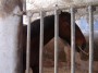 Parco naturale regionale Migliarino, San Rossore, Massaciuccoli, Tenuta di San Rossore (PI) - Un cavallo marrone sta mangiando il fieno nella stalla - Fotografia maggio 2008, Toscana