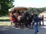 Parco naturale regionale Migliarino, San Rossore, Massaciuccoli, Tenuta di San Rossore (PI) - Una carrozza trainata da due cavalli trasporta alcuni visitatori del parco - Fotografia maggio 2008, Toscana