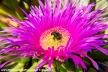 Bombo sul fiore
<br><br>
Fotografia Toscana Aprile 2016
<br><br>
#bellezzedellatoscana #bombo #bumblebee #insetto #insect #animal #insectworld #bee #wildlife #naturephotography #carpobrotusedulis #insectporn #insectagram #pollen #pollinate #nectar #flower #fiore #nature #natureza #naturelovers #isoladelba #elbaisland #Toscana #Tuscany #macro #natura #ficodegliottentotti #Nikon #NikonD3200