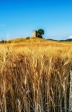 Cereali toscani dorati
(Golden tuscan cereals)

<Br><br>
Fotografia Toscana Giugno 2016
<Br><br>

#bellezzedellatoscana #Toscana #Tuscany #Bibbona #mulino #windmill #ValDiCecina #spighe #ilovetuscany #golden #tuscanyporn #instatuscany #gold #tuscanygram #cereali #cereals #wheat #grano #ears #campagna #country #countryside #colline #hills #campagnatoscana #cool #amazing #webstagram @igersitalia @igerstoscana @tuscanypeople @tuscanybuzz @discovertuscany @visittuscany #Nikon #NikonD3200