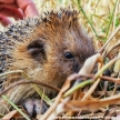 Ciao riccio!
<br><br>
Fotografia Toscana Giugno 2016
<br><br>
#bellezzedellatoscana #ricciodimacchia #riccio #ricciocomune #Erinaceuseuropaeus #hedgehog #wildlife #wild #animalgram #animali #animal #animals #nature #naturelovers #hedgehogsofinstagram #tuscanygram #Venturina #CampigliaMarittima #venturinaterme #toscana #tuscany #prettyanimals #prettyanimal #pretty #tiny #lovable #tinyanimals #wwf #Nikon #NikonD3200