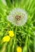 Blow flower (Soffione)
<br><br>
Fotografia Toscana aprile 2016
<br><br>
#bellezzedellatoscana #fiore #flower #fiori #spring #springtime #primavera #blowflower #tarassaco #taraxacum #taraxacumofficinale #macro #macrophotography #Toscana #Tuscany #taraxacumofficinalis #nature #natura #macros #macro_perfection #flowers #flowersofinstagram #fiorellini #flowerporn #naturelover #naturelovers #natureza #dandelium #Nikon #NikonD3200