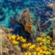 Portoferraio, particolari a picco sul mare
<br><br>
Fotografia Toscana Aprile 2016
<br><br>
#bellezzedellatoscana #Portoferraio #seagull #IsolaDElba #ElbaIsland #arcipelagotoscano #gabbiano #mare #sea #turchese #turquoise #Toscana #Tuscany #trasparenze #scogli #transparencies #searocks #wow #cool #webstagram #amazing #crystal #crystalclear #crystalclearwater #acquacristallina @visitelbait @visitelbade @visitelbafr @visitelbaen @parcoarcipelagotoscano @acquadellelba @isoladelbaapp @infoparkarcipelagotoscano #heaven #paradise #flowers #Nikon #NikonD3200