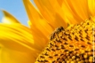 Ape sul girasole
(Bee on sunflower)
<br><br>
Fotografia Toscana Giugno 2016
<br><br>
#bellezzedellatoscana #ape #bee #insetto #insect #animal #insectworld #bees #wildlife #naturephotography #api #insectporn #insectagram #pollen #pollinate #nectar #flower #fiore #nature #natureza #naturelovers #girasole #sunflower #Toscana #Tuscany #macro #natura #IAmNikon #Nikon #NikonD3200