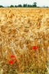 Poco prima della trebbiatura (Just before of threshing)
<br><br>
Fotografia Toscana Giugno 2016
<br><br>
#bellezzedellatoscana #Toscana #Tuscany #papaveri #poppy #poppies #ValDiCornia #spighe #ilovetuscany #golden #tuscanyporn #instatuscany #gold #tuscanygram #cereali #cereals #wheat #grano #ears #campagna #country #countryside #colline #hills #campagnatoscana #cool #amazing #webstagram @igersitalia @igerstoscana @tuscanypeople @tuscanybuzz @discovertuscany @visittuscany #Nikon #NikonD3200