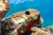 Spugna aliclona rossa
<br><br>
Fotografia Toscana Luglio 2016
<br><br>
#bellezzedellatoscana #spugna #sponge #haliclona #Toscana #scuba #seaporn #scubadiving #nature #spugne #red #rosso #dip #marinelife #sealife #underwater #submarine #aliclona #summer #marineworld #underthesea #underwaterphotography #dive #diving #snorkeling #sea #mare #sub #hdraz1 #sonyhdraz1