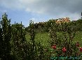 Certaldo(FI) - Cespuglio di rosmarino con lo sfondo delle mura fortificate (MAG2006)